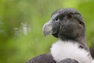 Jeune femelle condor des Andes adulte, sans crête ni caroncule à la différence du mâle ; iris rouge sombre et toujours la belle collerette blanche (Franklin Park Zoo (Boston)&nbsp;(en), Massachusetts, USA).