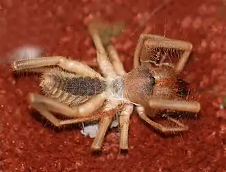 Description de l'image WINDSCORPION, sp (Eremobates sp) (8-9-11) 78 circulo montana, nogales, scc, az -01 (6029639683).jpg.