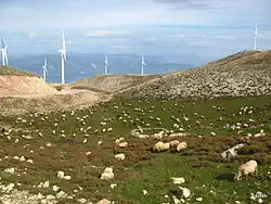 Pâturage et parc éolien.