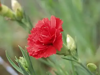 Dianthus caryophyllus ; fleurs que les enfants offrent aux parents lors de la fête des parents en Corée du Sud.