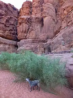 Chèvre et genêts blancs au Wadi Rum en mars 2016.