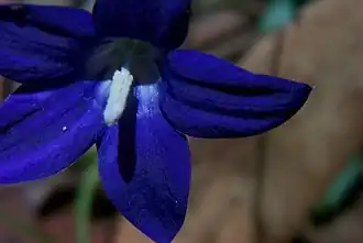 Wahlenbergia gloriosa, emblème du Territoire de la Capitale Australienne.