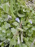 la Campanille à feuilles de lierre (Wahlenbergia hederacea).
