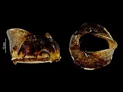 Waikalasma boucheti (Waikalasmatidae).