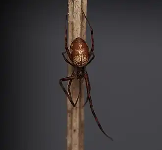 Description de l'image Waitkera waitakerensis.jpg.