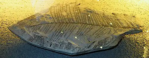 Walchia linearifolia.