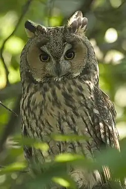 Hibou moyen-duc.