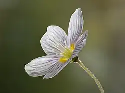 Fleur d’Oxalis acetosella.