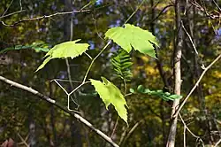 Feuilles de Vigne sauvage