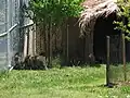 Une partie de l'enclos des wallabies