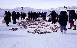 Dans la lumière lilas d'une plaine enneigée sur fond de montagnes également couvertes de neige, une trentaine de silhouettes emmitouflées, chapeautées et bottées font cercle autour de morceaux de viande congelés éparpillés à même le sol.