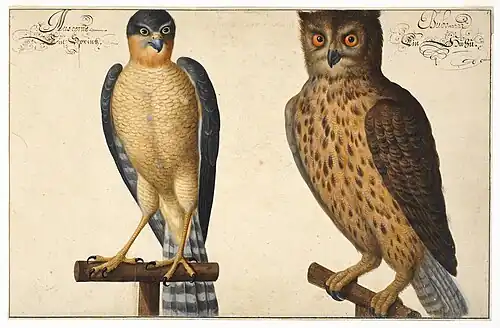 Johann Walter, Hibou et crécelle (milieu du XVIIe siècle), aquarelle et gouache sur papier.