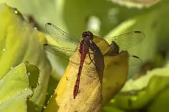 Description de cette image, également commentée ci-après