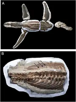 Wapuskanectes betsynichollsae près de Fort McMurray.