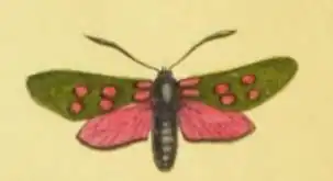 Zygène de la filipendule (Zygaena filipendulae), dans A world of wonders, p. 3