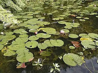 Nénuphars