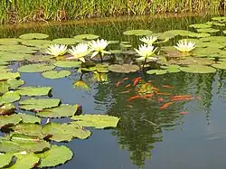 Poissons rouges nageant entre les plantes d'un bassin