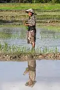 Réflexion dans l'eau d'une femme souriante portant un chapeau de paille conique et plantant le riz dans les rizières de la petite île isolée de Don Puay.