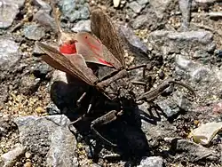 Nèpe cendrée avec les ailes ouvertes, montrant la couleur rouge de l'abdomen.