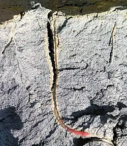 Vasière à arénicole en coupe