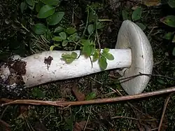 Leccinum percandidum