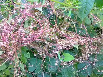 Cuscuta gronovii en fleurs.