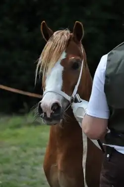 Tête d'un poney roux avec une grande marque blanche