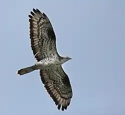 Bondrée apivore(Pernis apivorus)