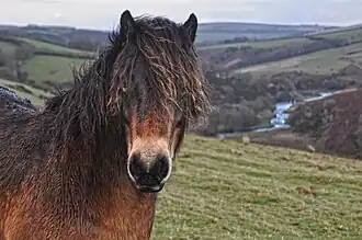 Photo en gros plan de la tête d'un cheval