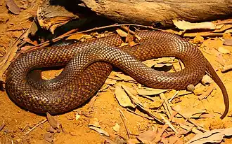 Description de l'image Western Brown snake.jpg.