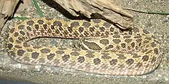 Description de l'image Western_Hognose_Image_001.jpg.