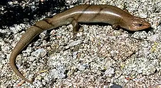 Description de l'image Western Red-tailed Skink.jpg.