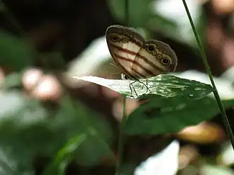 Description de l'image Westwood's Satyr - Flickr - treegrow.jpg.