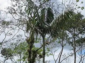 Description de l'image Wettinia maynensis imported from iNaturalist photo 73996215 on 12 November 2023.jpg.