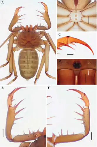 Description de l'image Weygoldtia consonensis (10.5852-ejt.2021.772.1505) Figure 151.png.