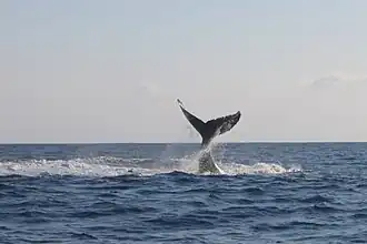 Baleine à bosse à Mohéli.