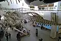 Le squelette d'une baleine exposé à l'intérieur d'un bâtiment du muséum.
