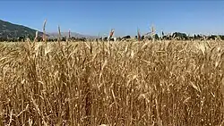 Champ de céréales dans une plaine.