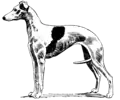Un whippet.