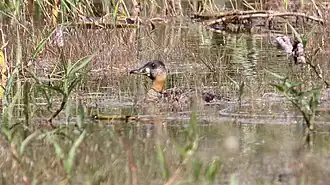Description de l'image White-backed Duck (Thalassornis leuconotus) 1 (46494351142).jpg.