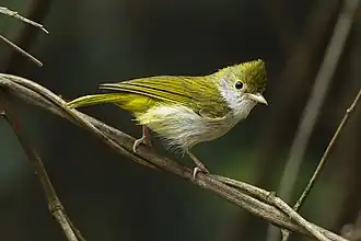 Description de cette image, également commentée ci-après