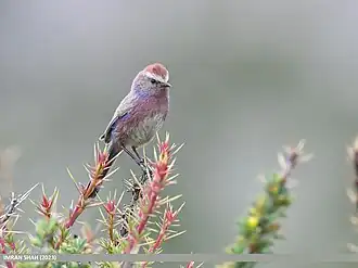 Description de cette image, également commentée ci-après