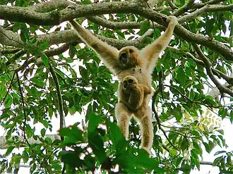 Gibbon à mains blanches avec son petit