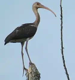 Juvénile dans un arbre