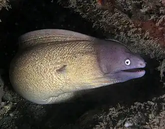 Description de l'image White eyed moray eel.jpg.