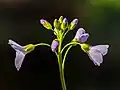 Cardamine des prés en Bavière.