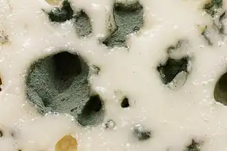 Moisissure gris-bleu, d'aspect velouté, dans les cavités d'un fromage blanc-ivoire.