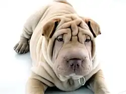Shar Pei (peau plissée).