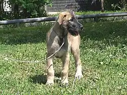 Wolfhound, chiot de 3,5&nbsp;mois.