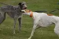 Deerhound et greyhound.